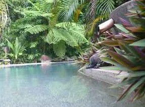 Daintree Rainforest Retreat Motel - Accommodation Directory 5