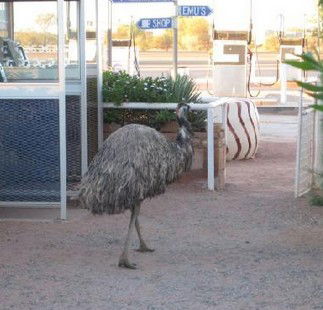 Curtin Springs Station - Accommodation Directory 5