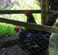 Norma's Place - Accommodation Directory