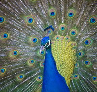 Willunga Peacock Farm Bed and Breakfast - Accommodation Directory
