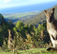 Rainbow Retreat Wilderness Eco Cabins - Accommodation Directory