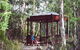 Telopea - thumb 0