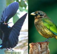 Chambers Wildlife Rainforest Lodges - Accommodation Directory