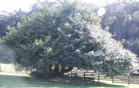 Penguin Valley Farm - Accommodation Directory 3