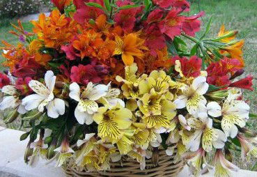 Huon Valley Bed And Breakfast - Accommodation Directory 3