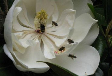 Huon Valley Bed And Breakfast - Accommodation Directory 5
