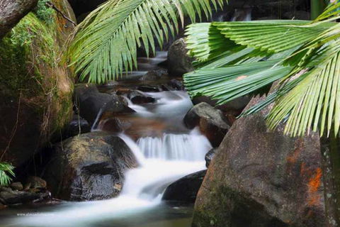 Daintree Secrets (Award Winning Retreat) - Accommodation Directory 1