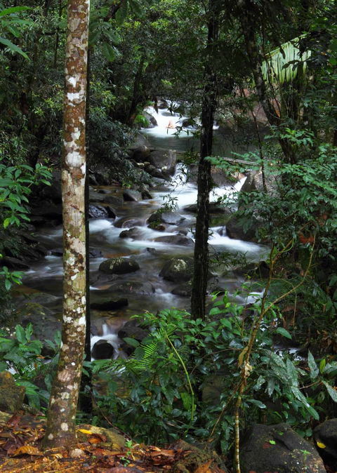 Daintree Secrets (Award Winning Retreat) - Accommodation Directory 2