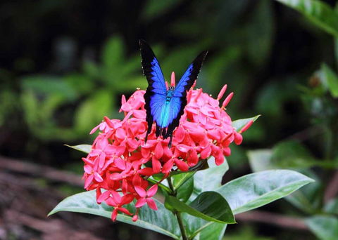 Daintree Secrets (Award Winning Retreat) - Accommodation Directory 5