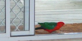Azalea Cottage - Accommodation Directory 5