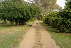 Murray Bank Holiday Units And Yabby Farm - Accommodation Directory 5