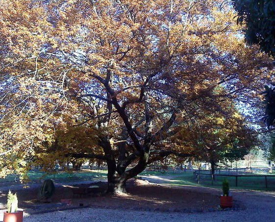 Lankeys Creek NSW Accommodation Directory