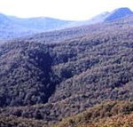 Callicoma Hill Eco-Cabins - Accommodation Directory