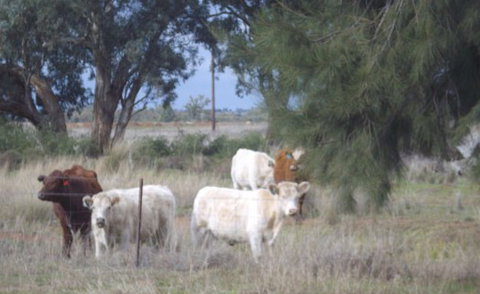 Aussie Cabins - Accommodation Directory 2