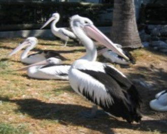 Laurieton NSW Accommodation Directory