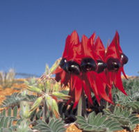 Andamooka Motel - Accommodation Directory