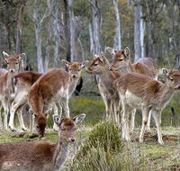 Lake Leake Chalet - Accommodation Directory