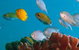Heron Island Resort - thumb 3