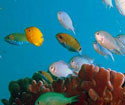 Heron Island Resort - Accommodation Directory 3