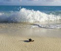 Heron Island Resort - Accommodation Directory 4