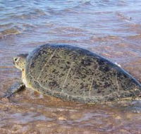Mackerel Islands - Accommodation Directory