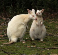 Captain Cook Holiday Park - Accommodation Directory