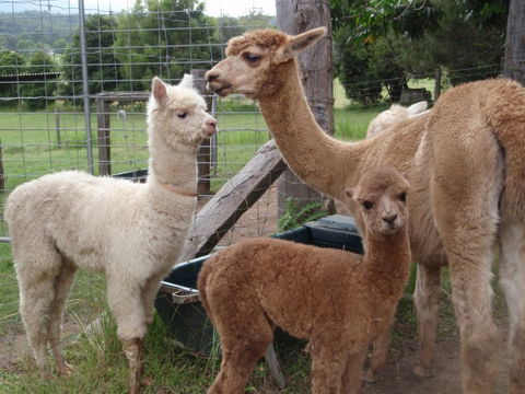 Fernridge Farm Cottage - Accommodation Directory 7