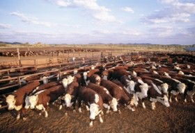 Bond Springs Outback Retreat - Accommodation Directory 0