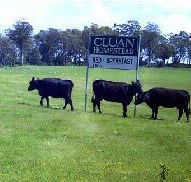 Cluan Homestead - Accommodation Directory
