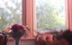 Hotel Avonleigh - thumb 46