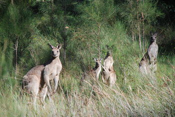 Worrowing At Jervis Bay - Accommodation Directory 51