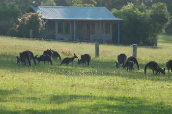 Worrowing At Jervis Bay - Accommodation Directory 62