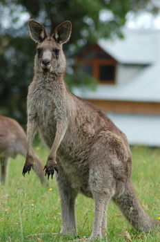 Worrowing At Jervis Bay - Accommodation Directory 78