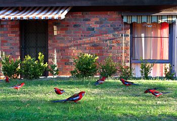 Crimson Villa - Accommodation Directory 0