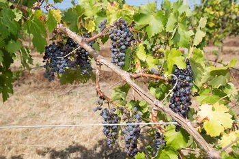 De'Vine Escape - Accommodation Directory 13