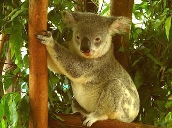 Noosa Backpackers Resort - Hostel - Accommodation Directory 7