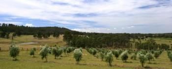 Hunter Homestead - Accommodation Directory 7