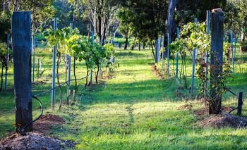 Elfin Hill Country Accommodation - Accommodation Directory 14