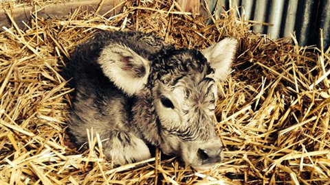 Freshwater Creek Cottages - Accommodation Directory 7