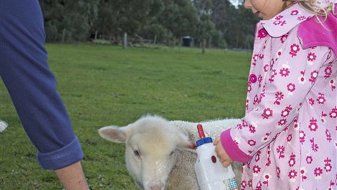 Freshwater Creek Cottages - Accommodation Directory 6