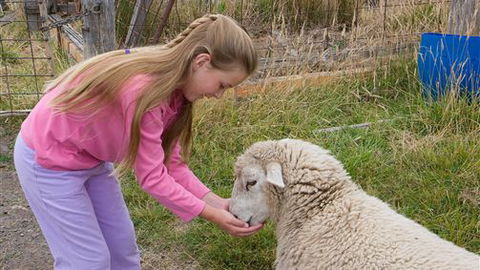 Bellevue Farmstay - Accommodation Directory 3