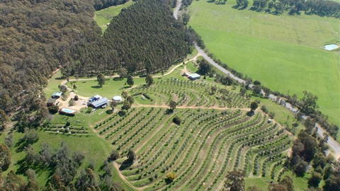 Karoonda Olive Grove Retreat At Mt Buffalo Olives - Accommodation Directory 2