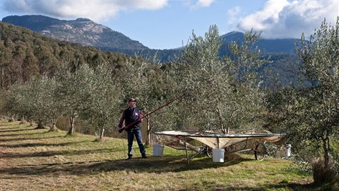 Karoonda Olive Grove Retreat At Mt Buffalo Olives - Accommodation Directory 3