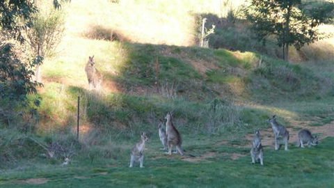 Karoonda Olive Grove Retreat At Mt Buffalo Olives - Accommodation Directory 6