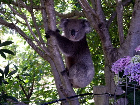 Adelaide Hills Bed & Breakfast Accommodation - Accommodation Directory 4