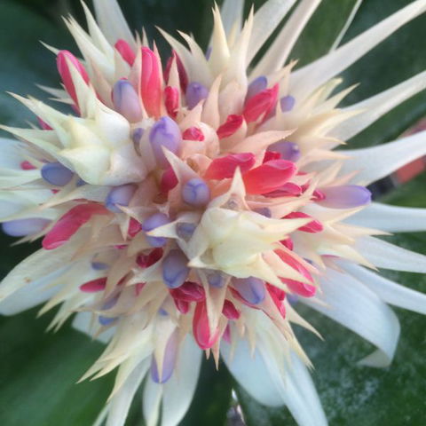 Bromeliad Bed And Breakfast - Accommodation Directory 11
