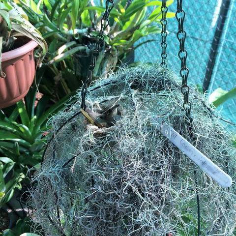Bromeliad Bed And Breakfast - Accommodation Directory 13