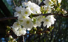 Coolah Caravan Park - Accommodation Directory 0