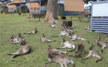Durras Lake North Holiday Park - Accommodation Directory 4
