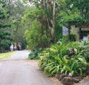 Tamborine Mountain Caravan  Camping - Accommodation Directory
